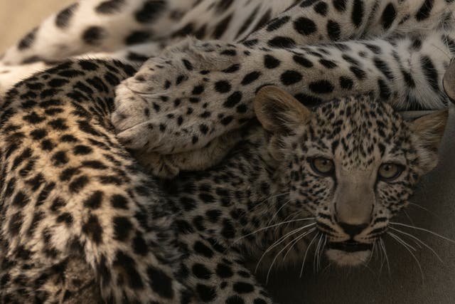 <p>Amal (Hope) Arabian Leopard, Taif, Saudi Arabia</p>